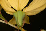 Narrowleaf primrose-willow